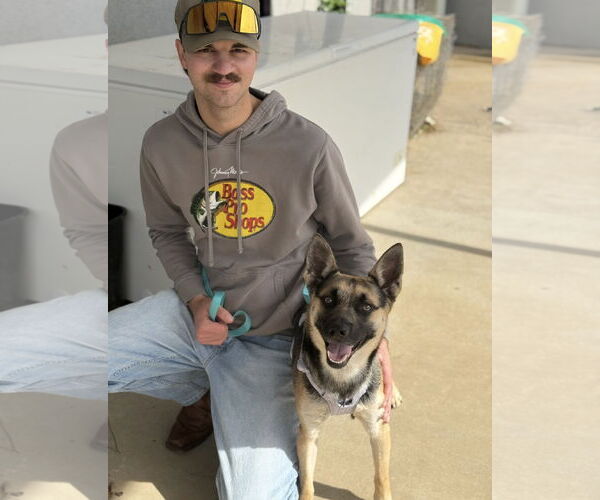 Medium Photo #4 German Shepherd Dog-Unknown Mix Puppy For Sale in Euless, TX, USA