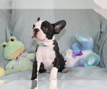 Small #2 Boston Terrier