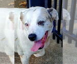 Small #1 American Pit Bull Terrier Mix