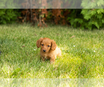 Small #7 Dachshund