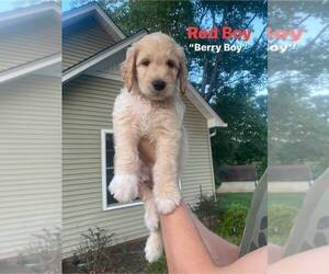 Goldendoodle Puppy for sale in SIMPSONVILLE, SC, USA