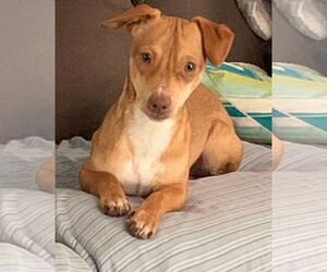 Chiweenie Dogs for adoption in pomfret, CT, USA