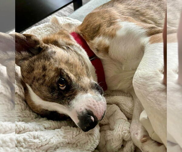 Medium Photo #58 Catahoula Leopard Dog-Unknown Mix Puppy For Sale in Canton, CT, USA