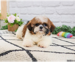 Small #3 Shih Tzu