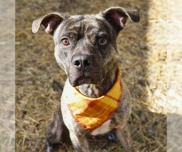 Medium Photo #1 American Staffordshire Terrier-Unknown Mix Puppy For Sale in San Antonio, TX, USA