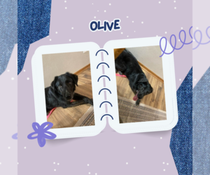 Olive - Female Australian Shepherd-Unknown Mix Dog for Adoption - Photo #2
