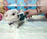 Small #2 Maltese