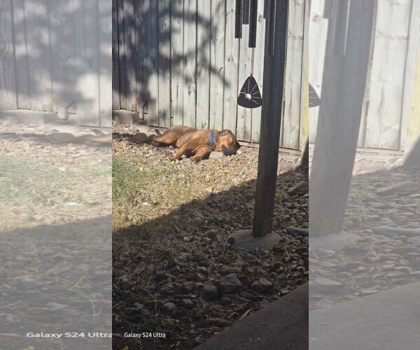 Medium Photo #5 American Staffordshire Terrier-Unknown Mix Puppy For Sale in NEWPORT NH, NH, USA