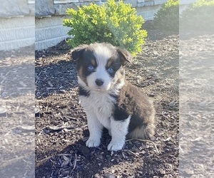 Australian Shepherd Puppy for sale in LODA, IL, USA