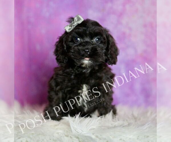 Medium Photo #1 Cavapoo (Miniature) Puppy For Sale in WARSAW, IN, USA