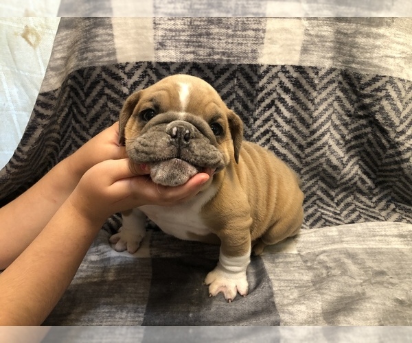 Medium Photo #7 Bulldog Puppy For Sale in MILTON, FL, USA