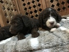 Small Photo #2 Aussiedoodle Puppy For Sale in RANDLEMAN, NC, USA