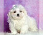 Small Photo #23 Maltese Puppy For Sale in WARSAW, IN, USA