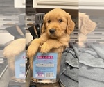 Puppy Wrangler Golden Retriever