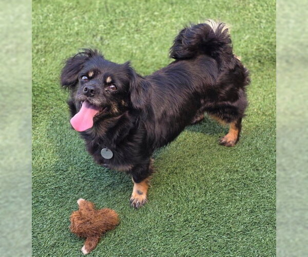 Medium Photo #6 Cavalier King Charles Spaniel-Dachshund Mix Puppy For Sale in Chino Hills, CA, USA