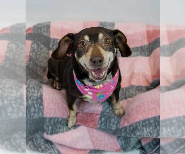 Medium Photo #7 Doxle Puppy For Sale in Kennesaw, GA, USA