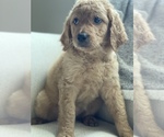 Small Photo #2 Goldendoodle Puppy For Sale in HIAWASSEE, GA, USA