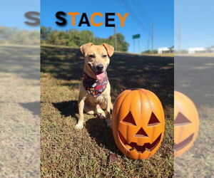 Stacey - Female Labrador Retriever-Unknown Mix Dog for Adoption - Photo #3