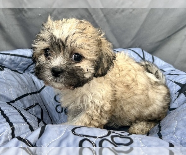 Medium Photo #9 Zuchon Puppy For Sale in RENO, NV, USA