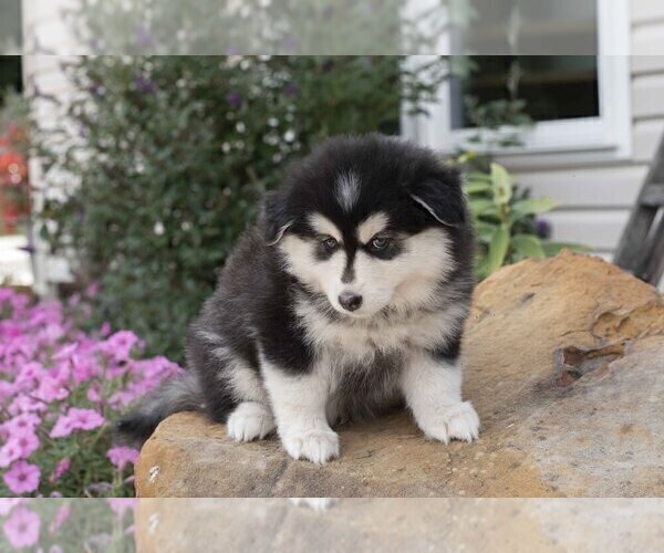 Medium Photo #1 Pomsky Puppy For Sale in FRESNO, OH, USA