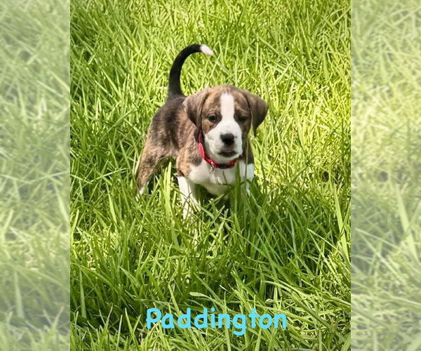 Medium Photo #2 Boxer Puppy For Sale in Dumont, NJ, USA