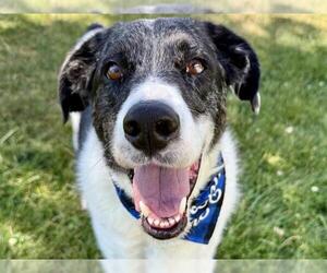 Australian Shepherd-Unknown Mix Dogs for adoption in Pueblo, CO, USA