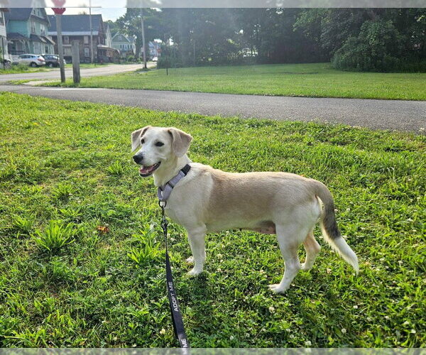 Medium Photo #4 Dachshund-Unknown Mix Puppy For Sale in Gloversville, NY, USA