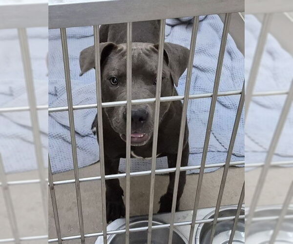 Medium Photo #1 American Pit Bull Terrier Puppy For Sale in Decatur, IL, USA