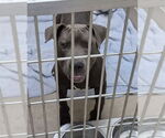 Small American Pit Bull Terrier