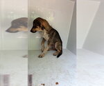 A663560 - Male German Shepherd Dog Dog for Adoption - Small photo