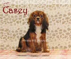 Mother of the Cavapoo puppies born on 06/20/2025