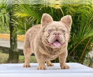 Father of the French Bulldog puppies born on 04/18/2026