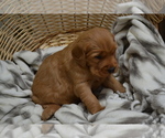 Small Photo #34 Golden Retriever Puppy For Sale in GREENWOOD, WI, USA