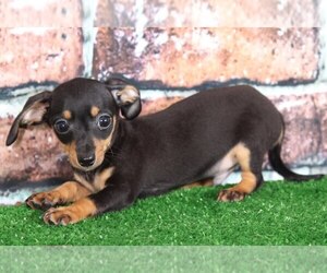 Chiweenie Puppy for sale in BEL AIR, MD, USA