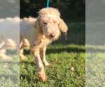 Gracie (GA) - Female Mutt Dog for Adoption - Small photo