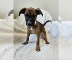 Small #7 Black Mouth Cur Mix