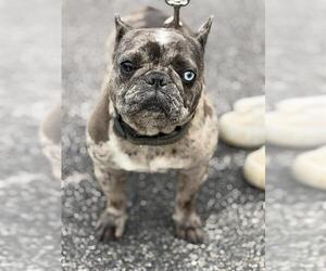 French Bulldog Dogs for adoption in Canfield, OH, USA