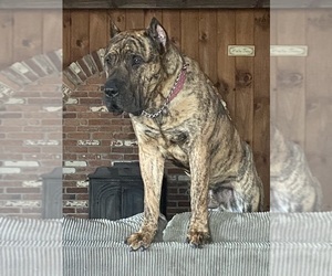 Father of the Presa Canario puppies born on 02/21/2026