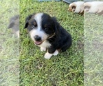 Small Photo #2 Australian Shepherd Puppy For Sale in RIVERSIDE, CA, USA
