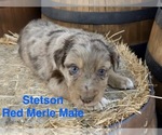 Small #4 Australian Shepherd