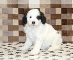Small #3 Bernedoodle (Miniature)