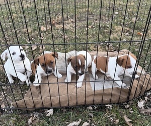 Jack Russell Terrier Puppy for sale in OSAWATOMIE, KS, USA