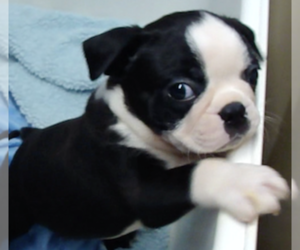 Boston Terrier Puppy for sale in ALTOONA, KS, USA