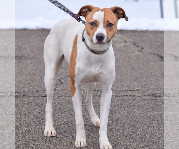 Medium Photo #7 Jack Russell Terrier-Unknown Mix Puppy For Sale in Huntley, IL, USA