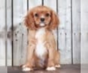 Cavalier King Charles Spaniel Puppy for sale in MOUNT VERNON, OH, USA