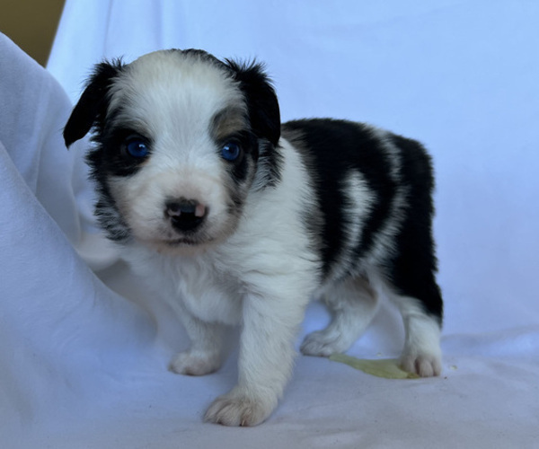 Medium Photo #9 Miniature Australian Shepherd Puppy For Sale in BEATTY, OR, USA