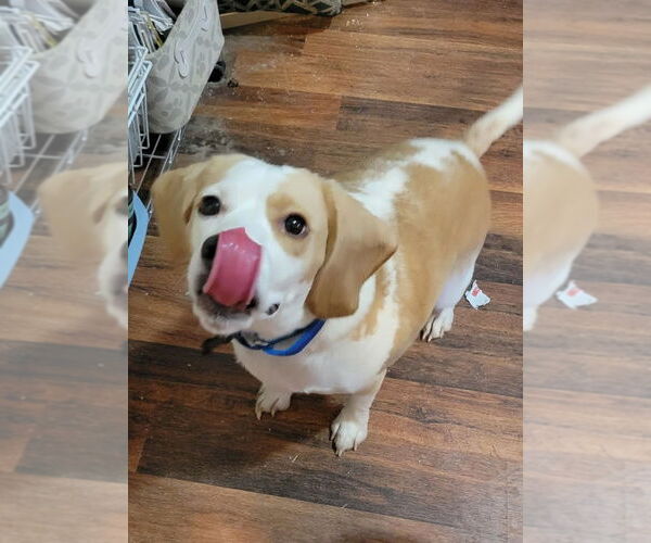 Medium Photo #5 Beagle Puppy For Sale in Las Vegas, NV, USA