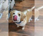 Small #4 Beagle