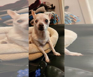 Chihuahua Dogs for adoption in Texarkana, TX, USA