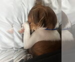 Small #3 Jack Chi
